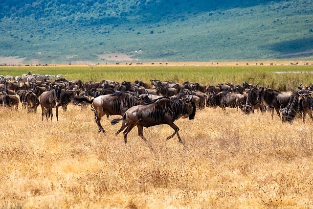 Ngorongoro Conservation Area